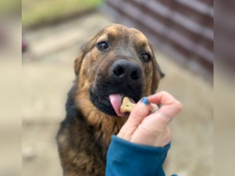 PETER - sanfter, verschmuster Rüde mit Charme
