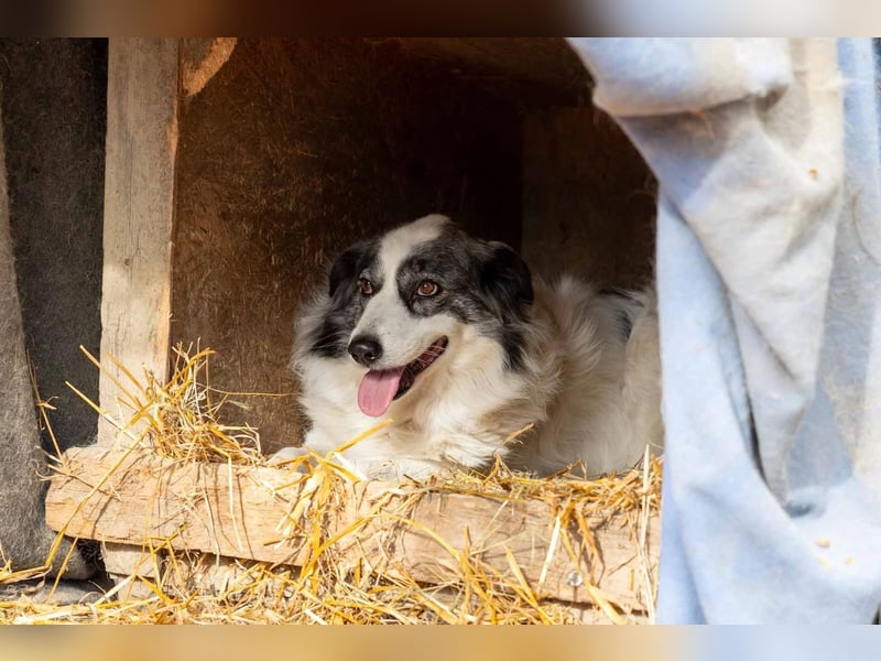 BELLA - wundervolle Hündin sucht ihre Herzensmenschen