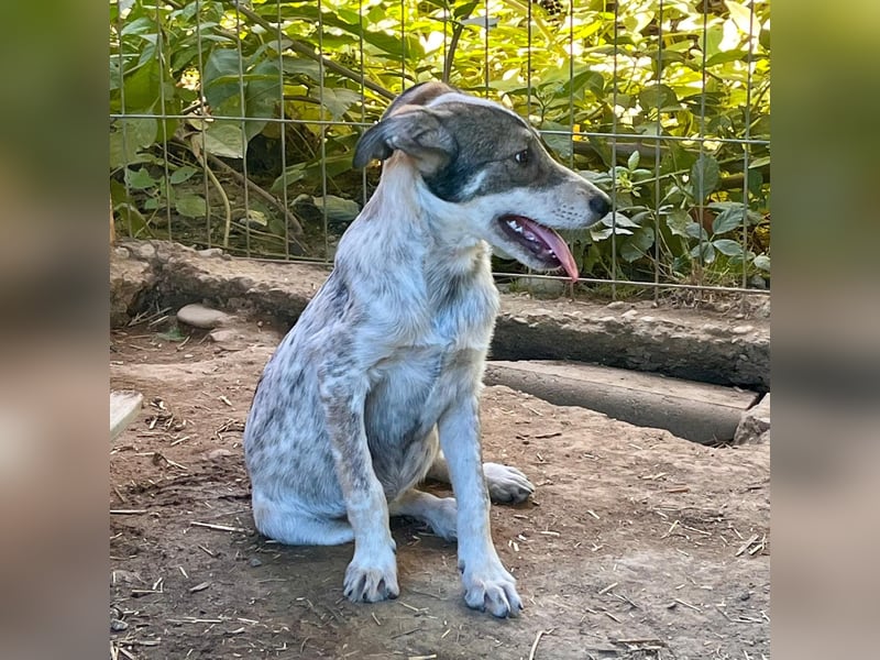 IZZY - bezauberndes Hundemädchen