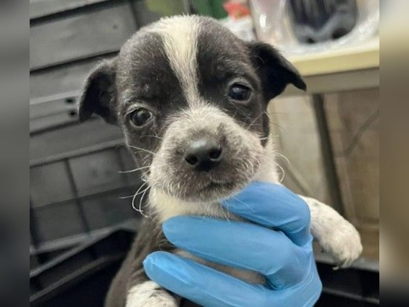 Welpenmädchen Riva sucht liebevolles Zuhause