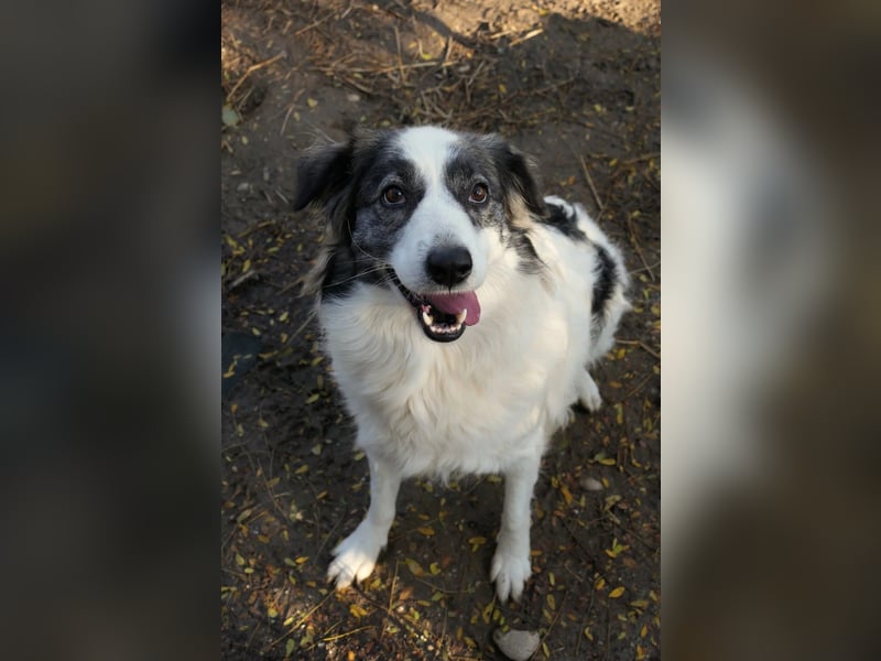 BELLA - wundervolle Hündin sucht ihre Herzensmenschen