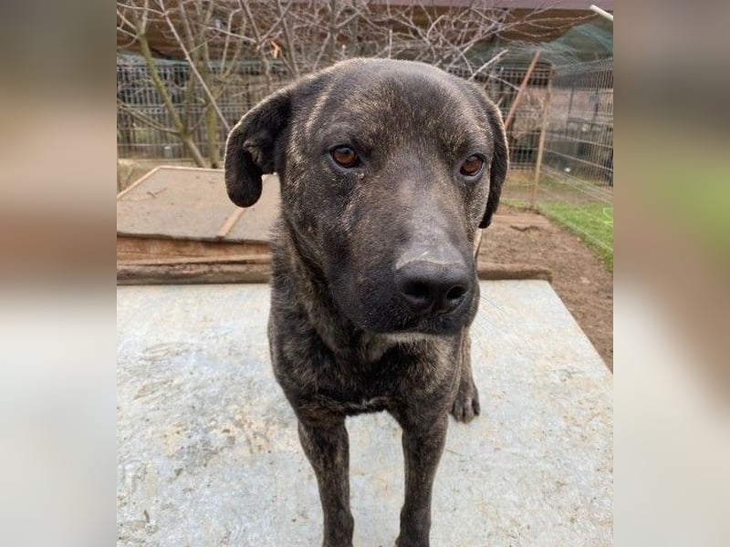 verschmuster PRINZI sucht seine Herzensmenschen