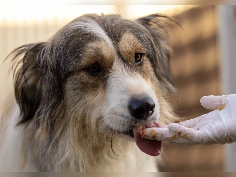 LUCY sucht ein Zuhause