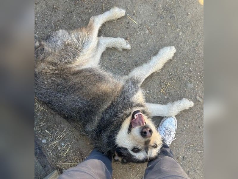 Herzenshund: Joker sucht endlich seine Menschen!
