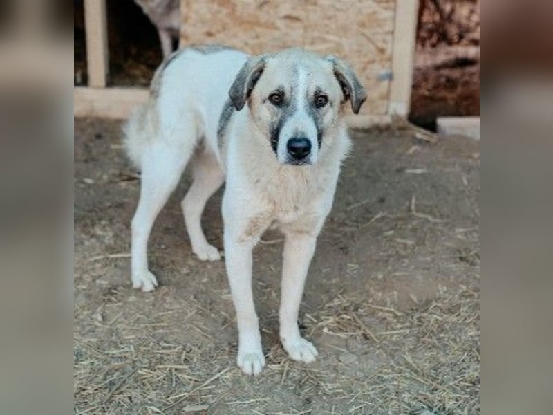 Hagrid-unsicherer Riese mit ganz viel Herz