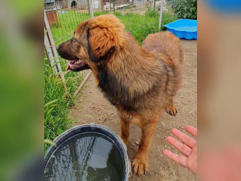 PETER - sanfter, verschmuster Rüde mit Charme