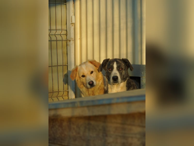 Lienswürdiger JIMMI sucht geduldiges Zuhause