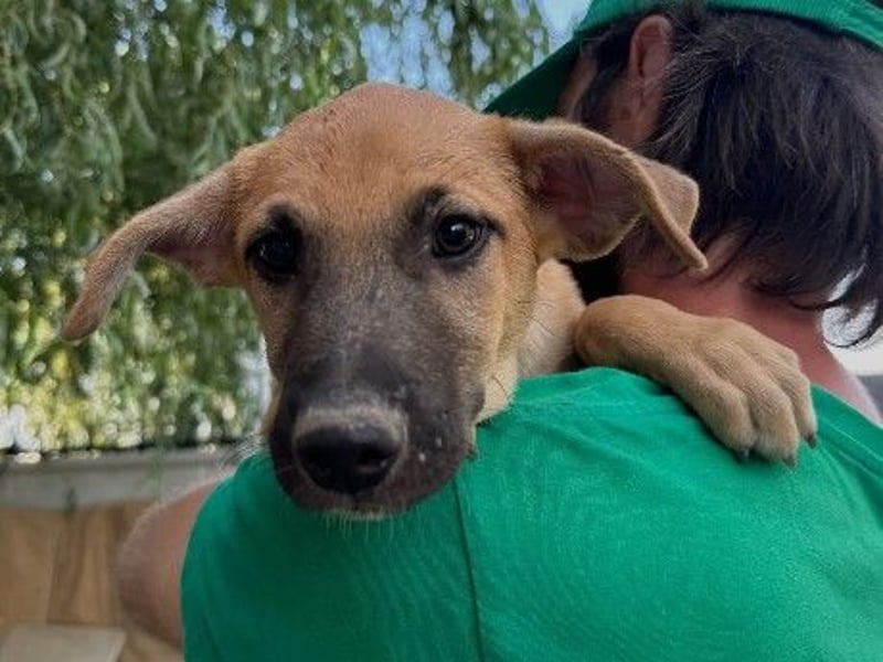 Gustav - sanft & kuschelig