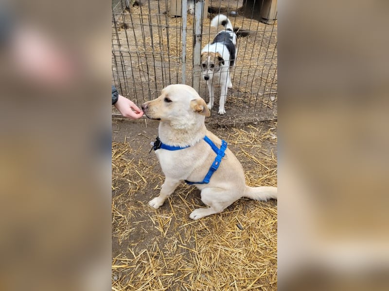 CUBULET wünscht sich so sehr ein Zuhause