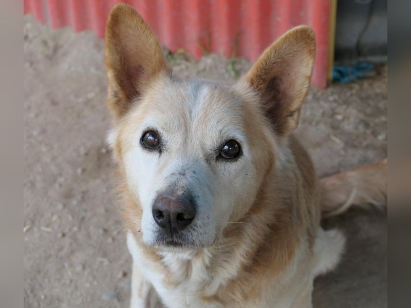 lieber Senior CARAMEL
