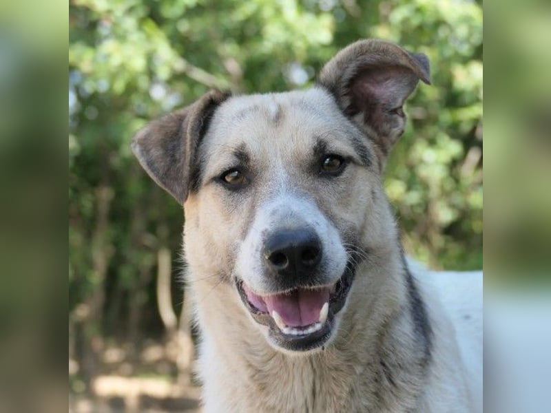 wunderschöne, liebe Aliisa