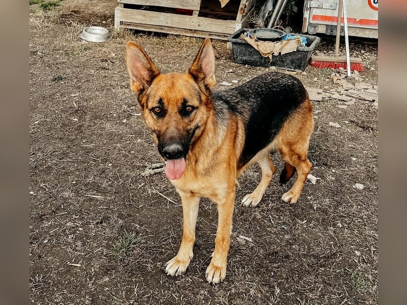 PIPPI - verschmuste, liebe Traumhündin sucht ihre Menschen