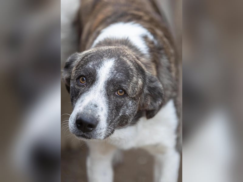 Jimmi, schüchterner aber ganz freundlicher Rüde wartet auf seine Menschen