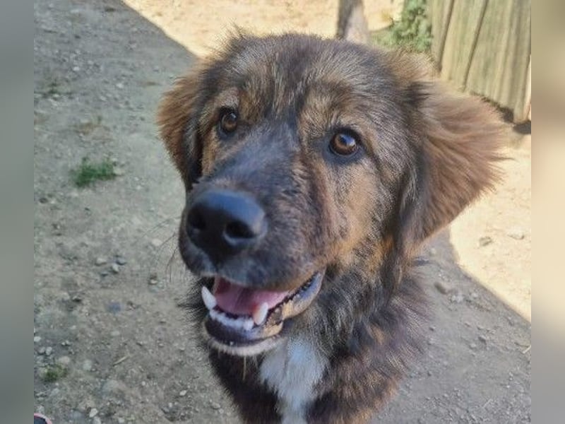 lieber, menschenbezogener Puiu