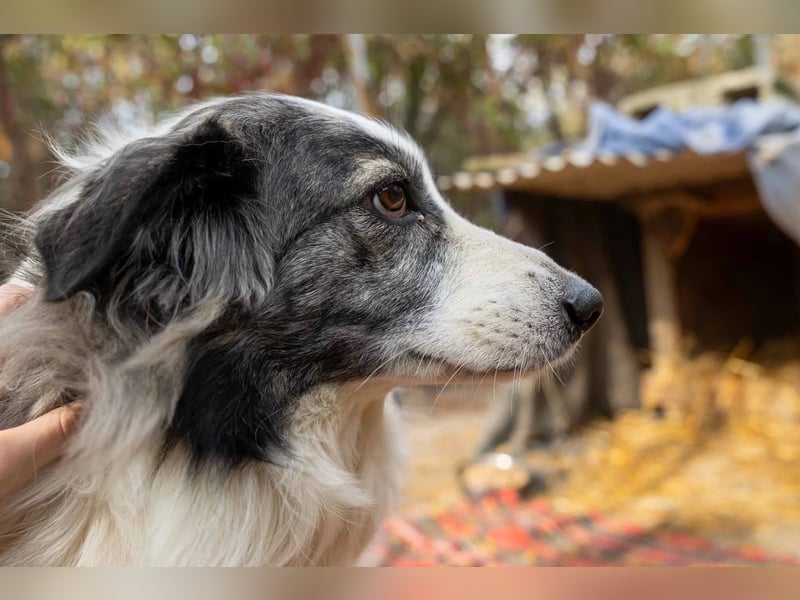 BELLA - verschmuste, liebenswerte Hündin sucht ihr Happy End