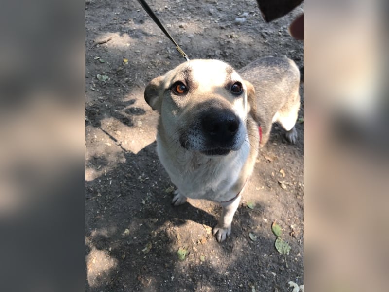 ARCHI- liebevoller Rüde sucht liebevolle Familie