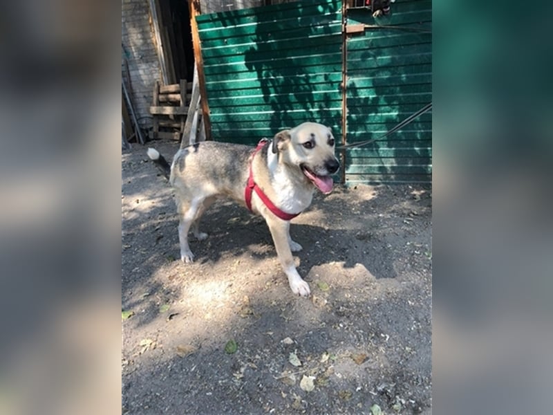 ARCHI- liebevoller Rüde sucht liebevolle Familie