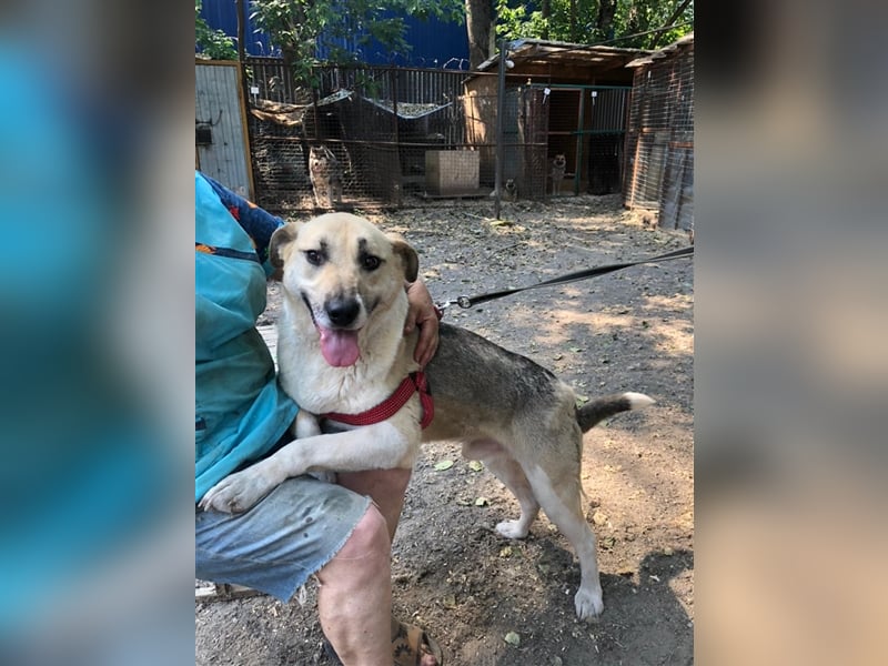 ARCHI- liebevoller Rüde sucht liebevolle Familie