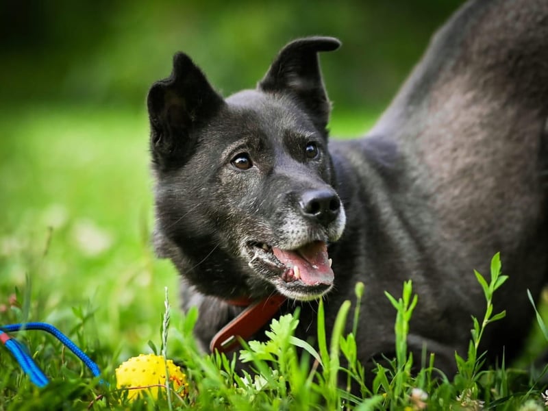 PUMA- aktiv und voller Energie