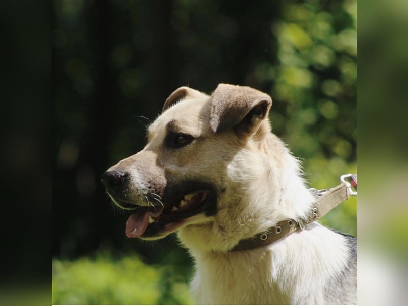 ARCHI- liebevoller Rüde sucht liebevolle Familie