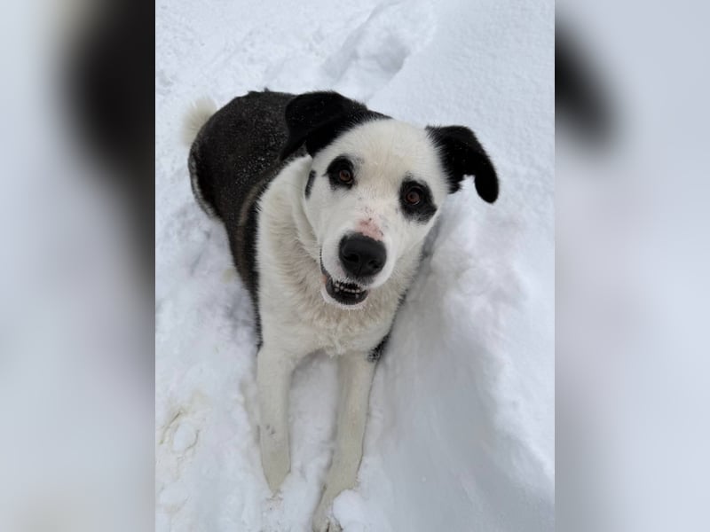 PANDA- sucht liebevolle aktive Familie