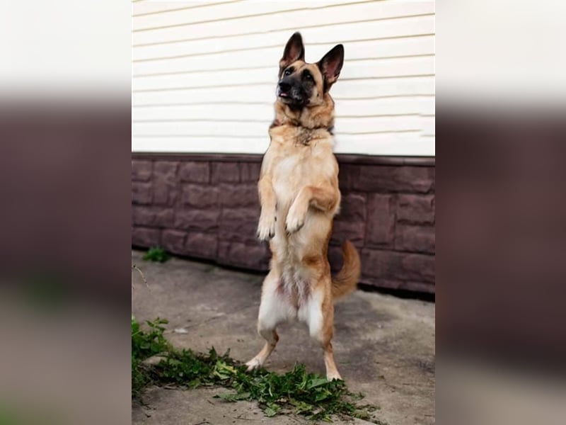 LUNA- sucht aktive, ambitionierte Besitzer