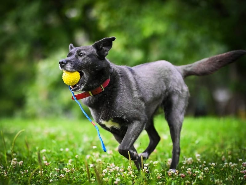 PUMA- aktiv und voller Energie