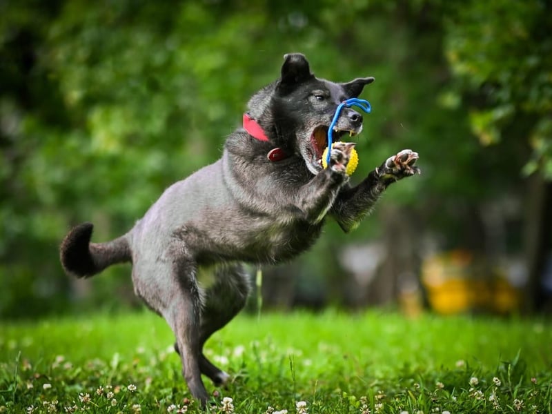 PUMA- aktiv und voller Energie