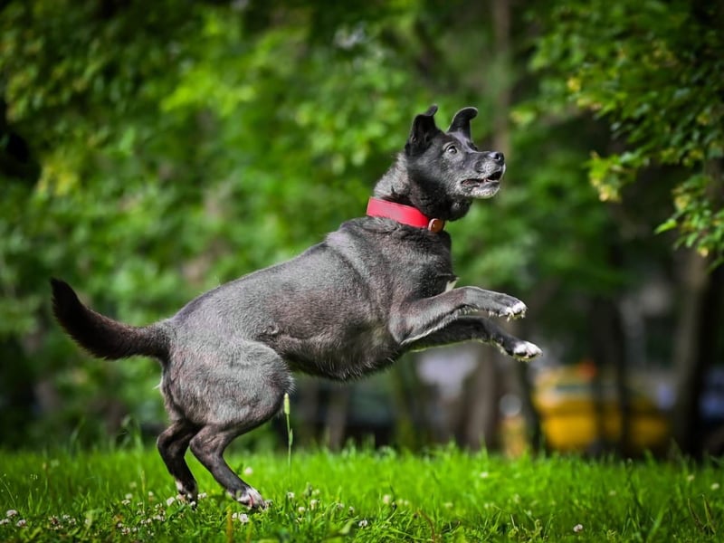 PUMA- aktiv und voller Energie