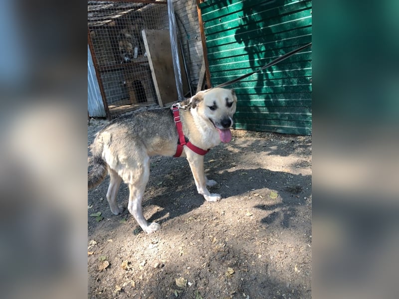 ARCHI- liebevoller Rüde sucht liebevolle Familie