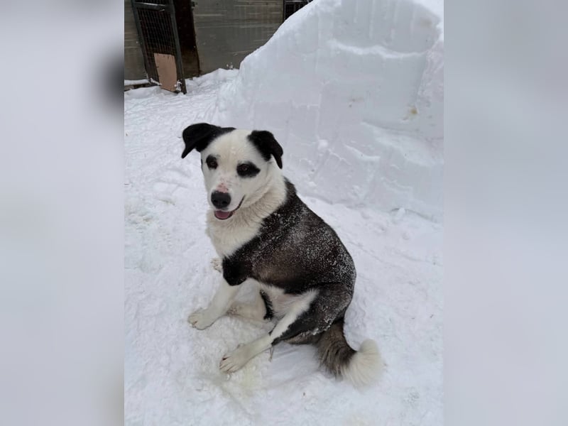 PANDA- sucht liebevolle aktive Familie