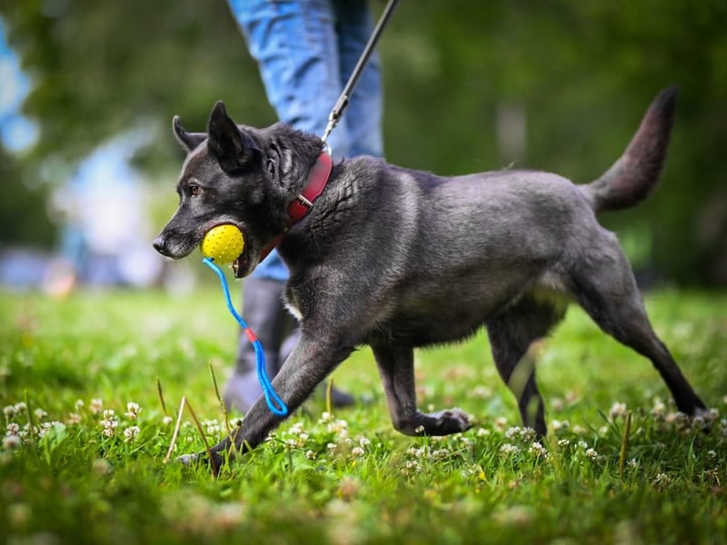 PUMA- aktiv und voller Energie