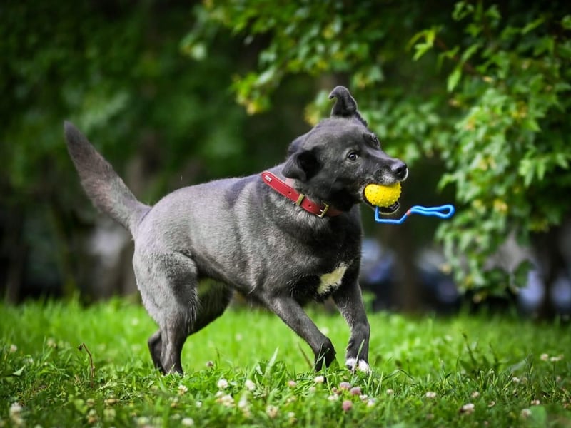 PUMA- aktiv und voller Energie