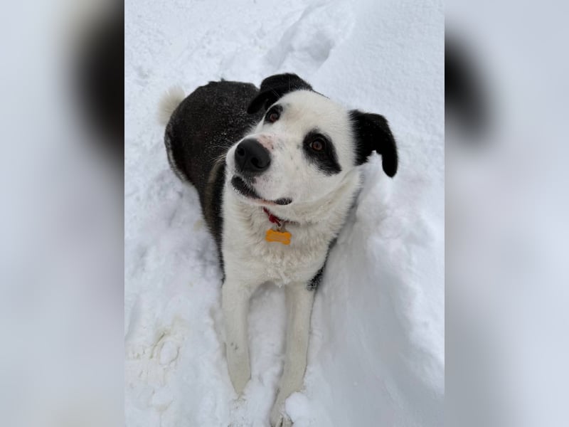 PANDA- sucht liebevolle aktive Familie