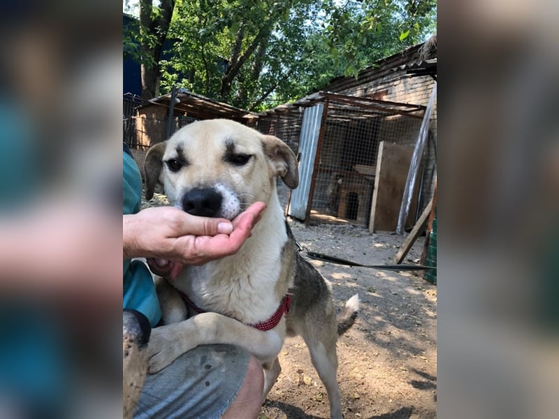 ARCHI- liebevoller Rüde sucht liebevolle Familie