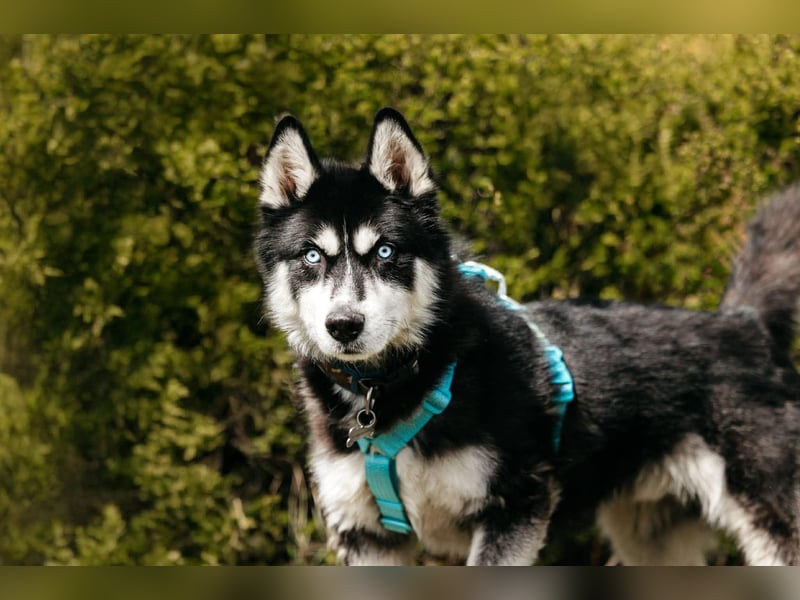 Freundlicher Tyson sucht seine Familie