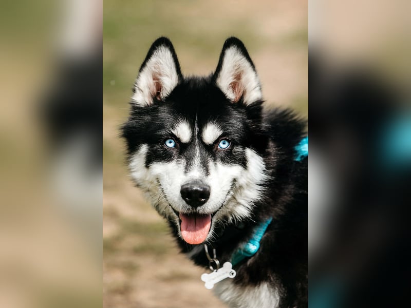 Freundlicher Tyson sucht seine Familie