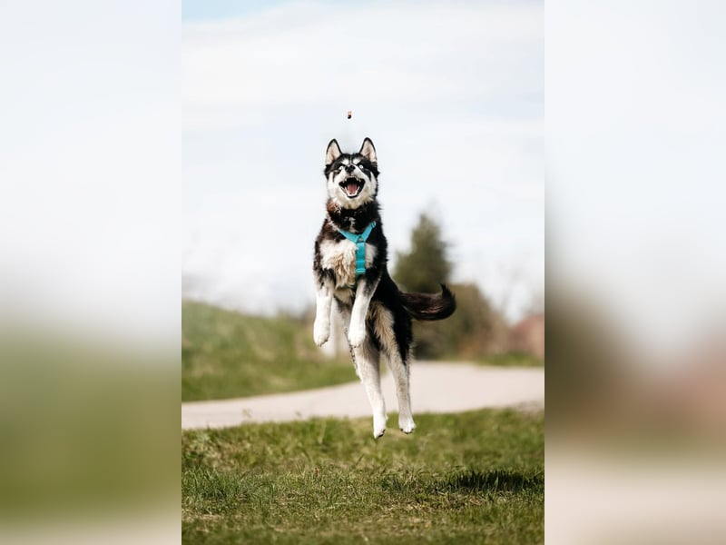 Freundlicher Tyson sucht seine Familie