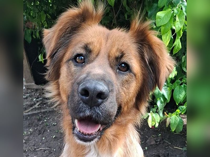 sensible Hundeseele FIONA - 6,5 Jahre, 58cm/20kg - Mischling