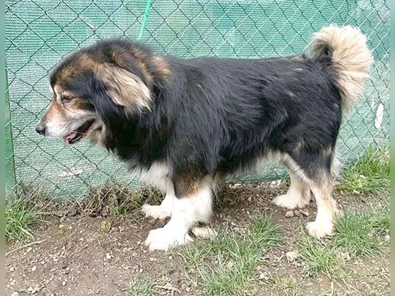 ❤️❤️❤️ lieber Knuddelbär LEMMY - 7,5 Jahre, 60cm - Mischling