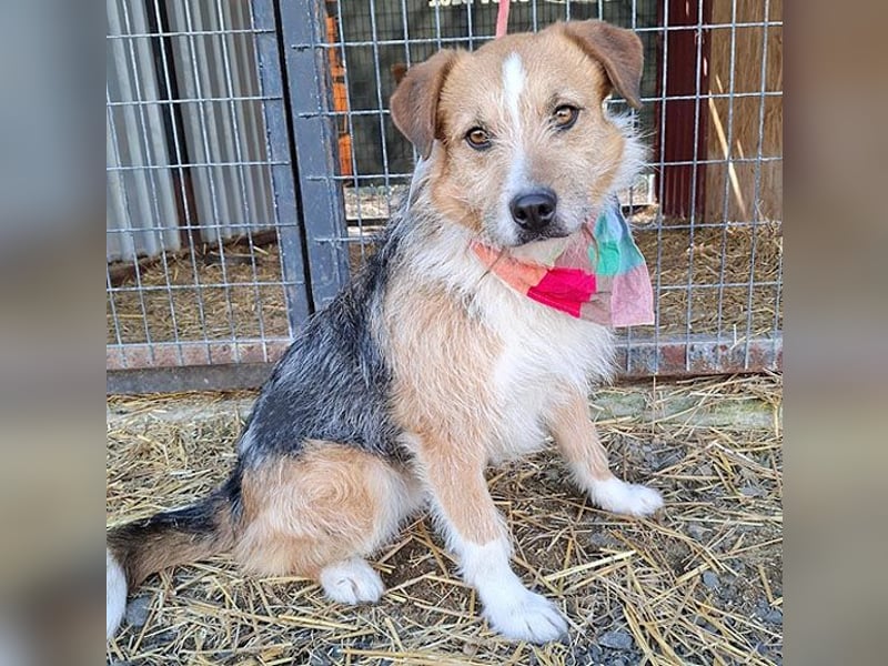 ❤️❤️❤️ armer RICKY überlebte die Hölle - 3 Jahre, 52cm/16kg - Mischling