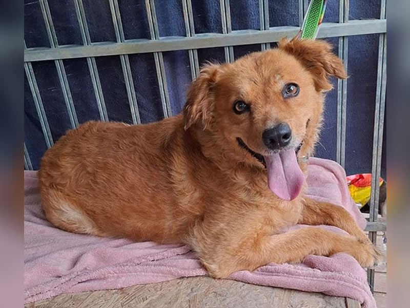 DALMA - ein Herz aus GOLD - 8,5 Jahre, 54cm/ 20kg - Mischling