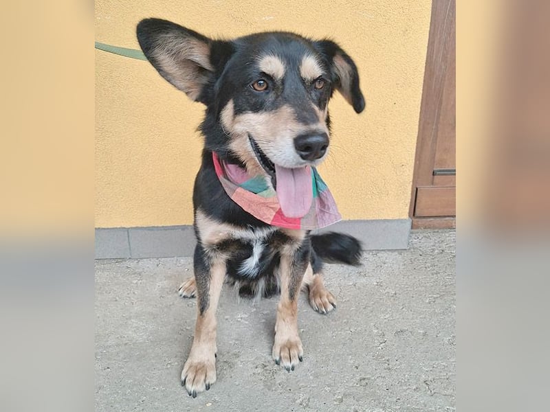 liebenswerter Familienhund FÜLI - 2,5 Jahre, 52cm/20kg - Mischling