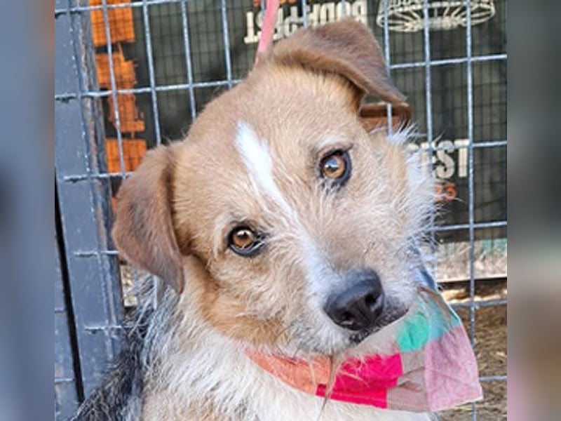 ❤️❤️❤️ armer RICKY überlebte die Hölle - 3 Jahre, 52cm/16kg - Mischling