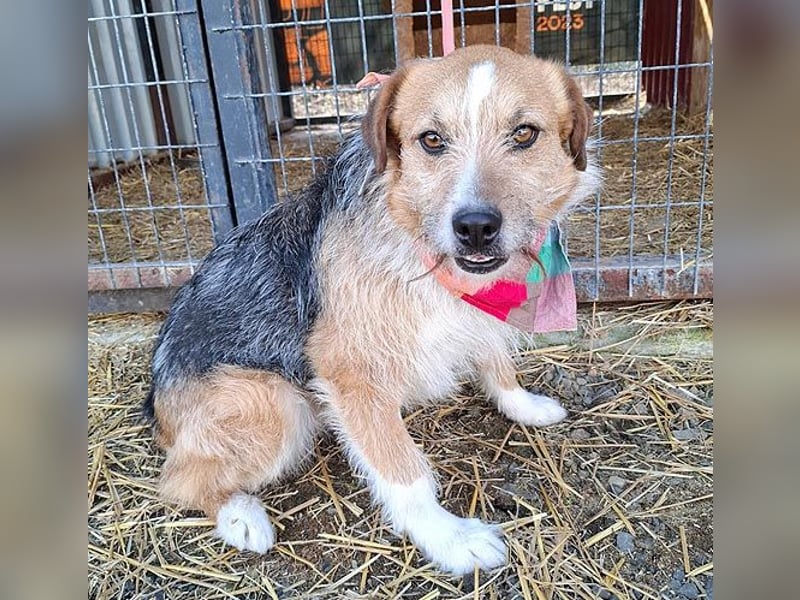 ❤️❤️❤️ armer RICKY überlebte die Hölle - 3 Jahre, 52cm/16kg - Mischling