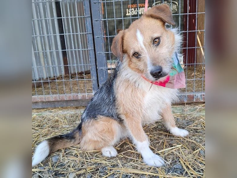 ❤️❤️❤️ armer RICKY überlebte die Hölle - 3 Jahre, 52cm/16kg - Mischling