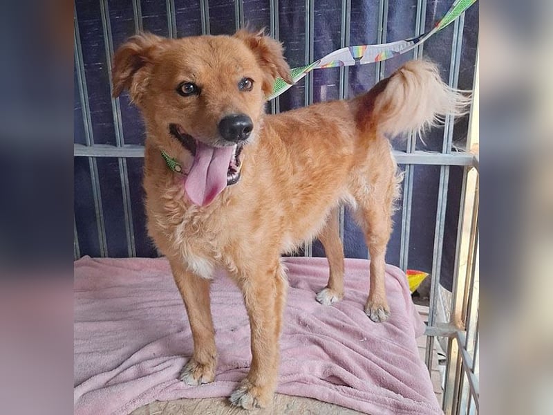 DALMA - ein Herz aus GOLD - 8,5 Jahre, 54cm/ 20kg - Mischling