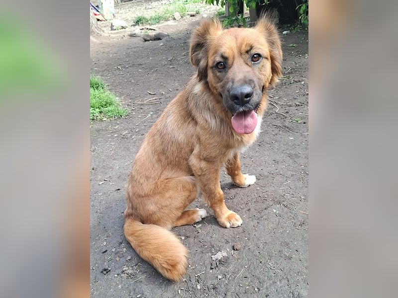 sensible Hundeseele FIONA - 6,5 Jahre, 58cm/20kg - Mischling