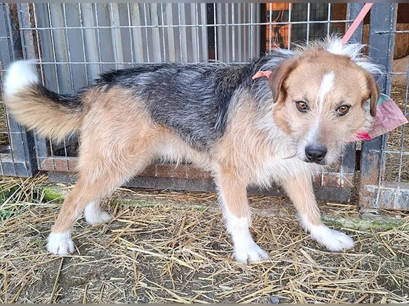 ❤️❤️❤️ armer RICKY überlebte die Hölle - 3 Jahre, 52cm/16kg - Mischling