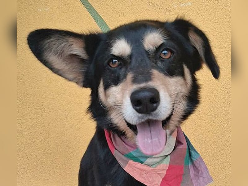 liebenswerter Familienhund FÜLI - 2,5 Jahre, 52cm/20kg - Mischling